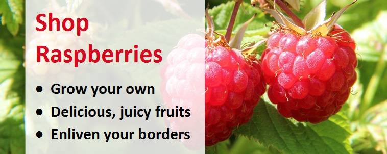 Shop raspberries plants banner